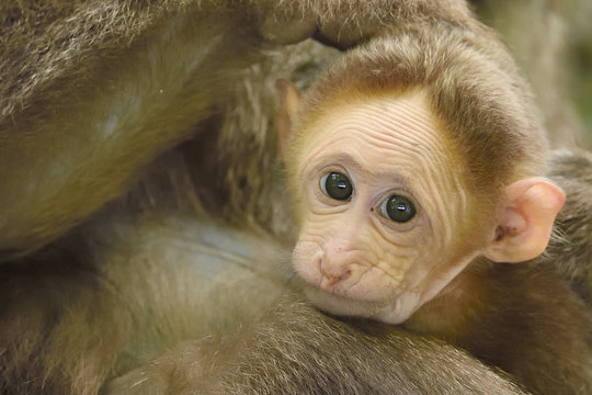 Tibetan macaque mother and baby