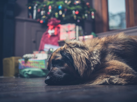 Giant dog guarding christmas tree and presents