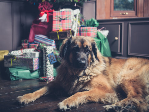 Giant dog guarding christmas tree and presents