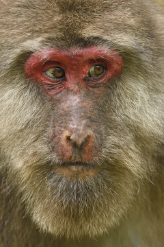 Female macaque face