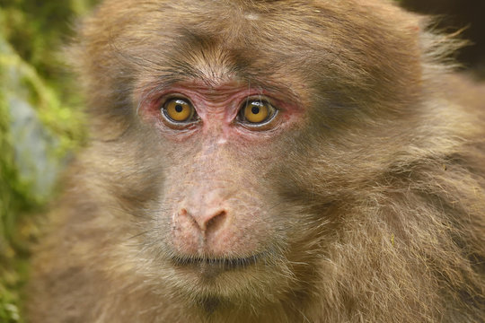 Juevenile Tibetan macaque