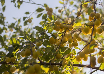 yellow plums on a branch in the garden