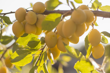 yellow plums on a branch in the garden in the sun