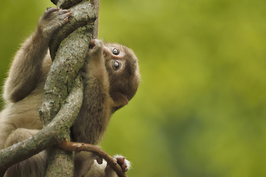 Juevenile Tibetan macaque
