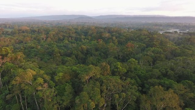 Aerial shot of tropical rainforest illuminated by the last rays of the evening sun. Napo province in the Ecuadorian Amazon. 