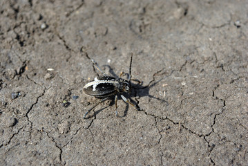 Black Dorcadion equestre bug close up detail crawling on gray soil background, top view