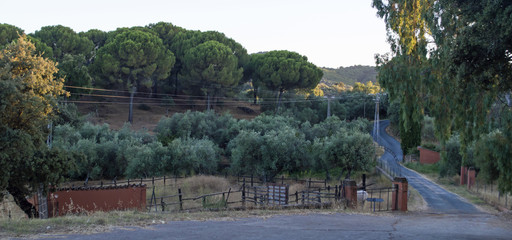 Corral con caballo blanco / Corral with white horse. Sierra Norte de Sevilla. Andaluc&iacute;a