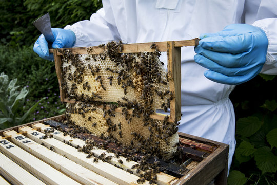 Beekeper wearing protective suit at work, inspecting wooden beehive.