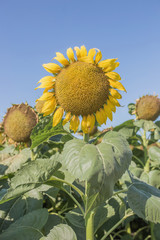 Ecologically clean product sunflower seeds