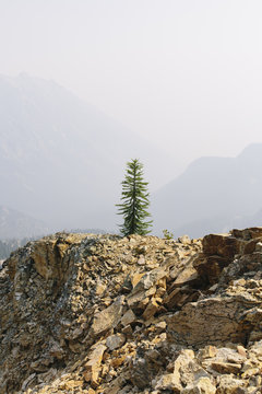 A single pine tree on a mountain top on the Pacific Crest Trail, near Cutthroat Pass, North Cascades, Washington
