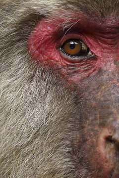 Female macaque face