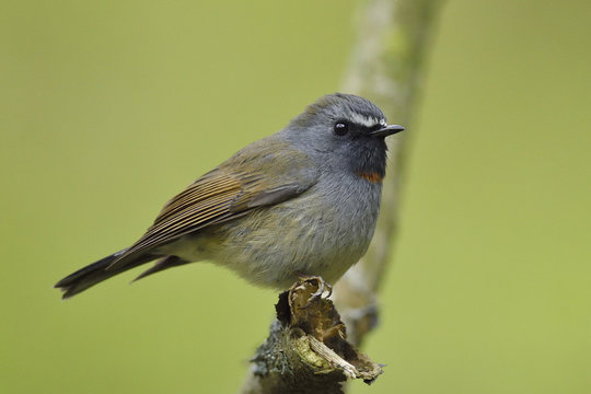 Rufous gorgeted flycatcher bird