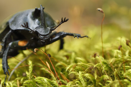 Rhinoceros Beetle