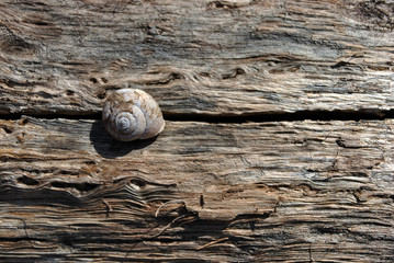 White shell on old cracked tree trunk texture, brown blurry background, close up detail, top view