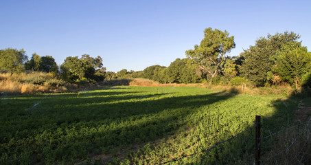 Vista de un campo sembrado de alfalfa / View of a field sown with alfalfa