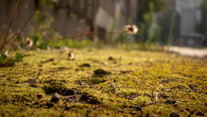 Moss on the floor with growing plants and flowers. Sun in backlight. Shallow depth of field.