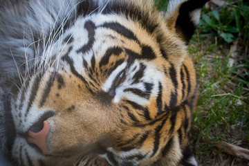 Gros plan du tigre de Sumatra