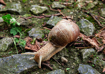 snail crawls on a mountain cobblestone path at Mottarone, Italy