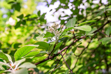 Flowers of Sorbus graeca on a branch