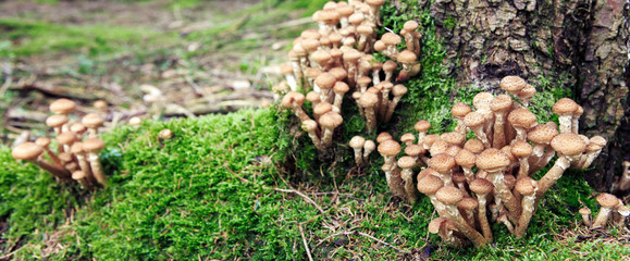 Agaric honey fungus in autumn forest. Nature background.