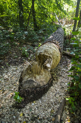 Drzewo przewrócone przez bobry