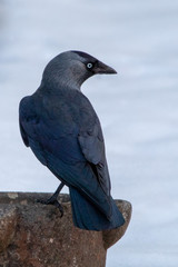 Jackdaw Standing on a Bird Bath in the Snow