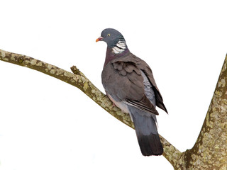 Woodpigeon on a Branch in the Snow