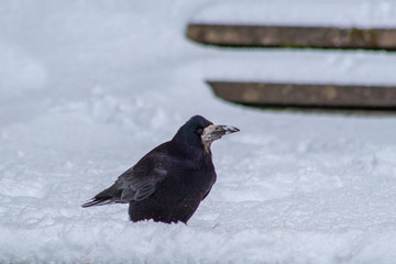 A Crow Standing in the Snow in Ireland