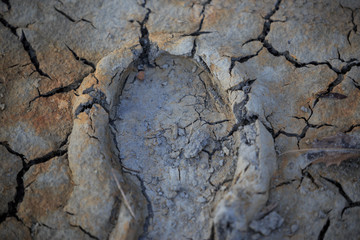 Closeup of footprint and dry leaves on cracked mud