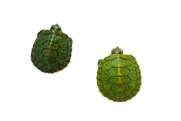 two little half-sea turtles