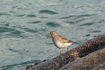 Purple Sandpiper Walking on the Rocks by the Sea