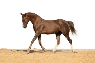 Brown and red horse galloping on sand on a white background, without people.