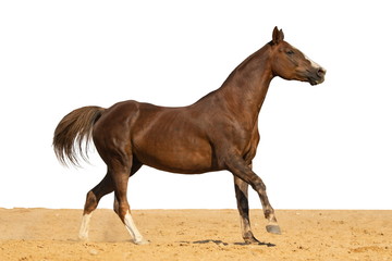 Brown and red horse galloping on sand on a white background, without people.