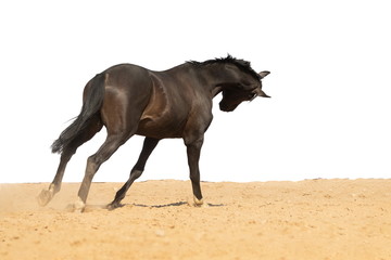 Horse jumps on sand on a white background