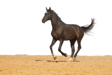 Horse jumps on sand on a white background