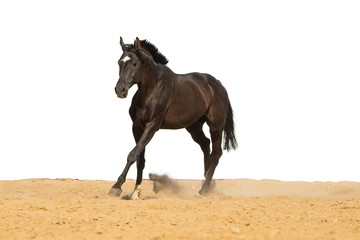 Horse jumps on sand on a white background