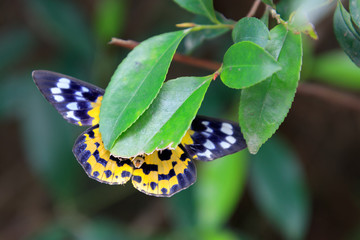 A Butterfly Under A Leaf