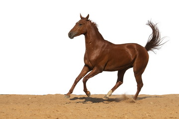 Horse jumps on sand on a white background