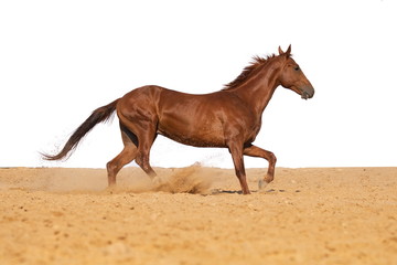 Horse jumps on sand on a white background