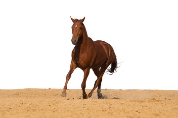 Horse jumps on sand on a white background