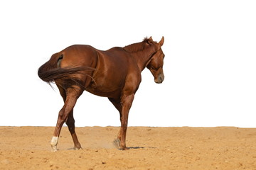 Horse jumps on sand on a white background