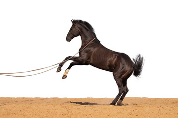 Horse jumps on sand on a white background