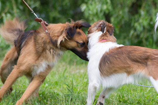 incontro e gioco tra due cani al parco, italia