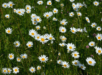 Daisies