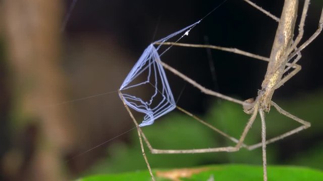 Ogre Faced Spider (Deinopis sp.) holding its web ready to catch a prey item. They use a square sticky web held between the feet to actively catch passing insects. In the rainforest understory, Ecuador
