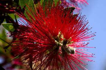 Bottlebrush flower, Hyden, WA, Australia