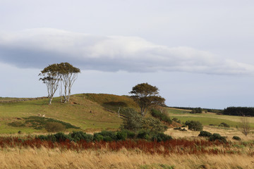 Obraz premium Trees on hilltop with sheep grazing below