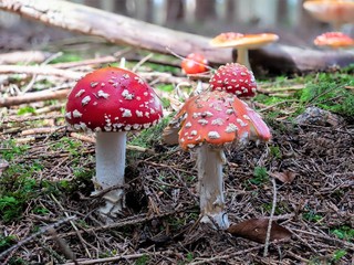 Fliegenpilze im Wald
