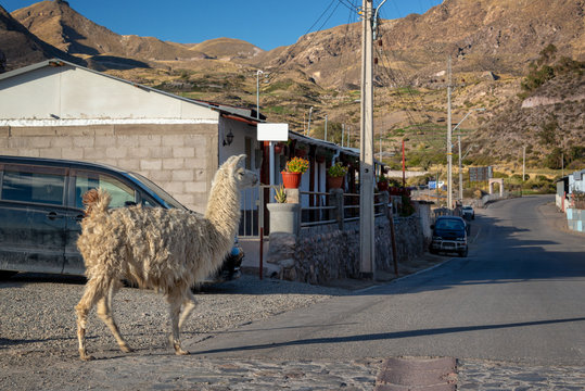 Llama walking in a street of Putre, Chile