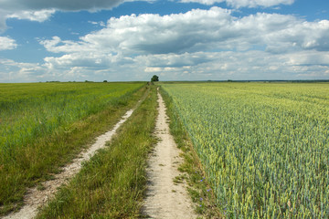 Fototapeta na wymiar Long country road through green arable fields